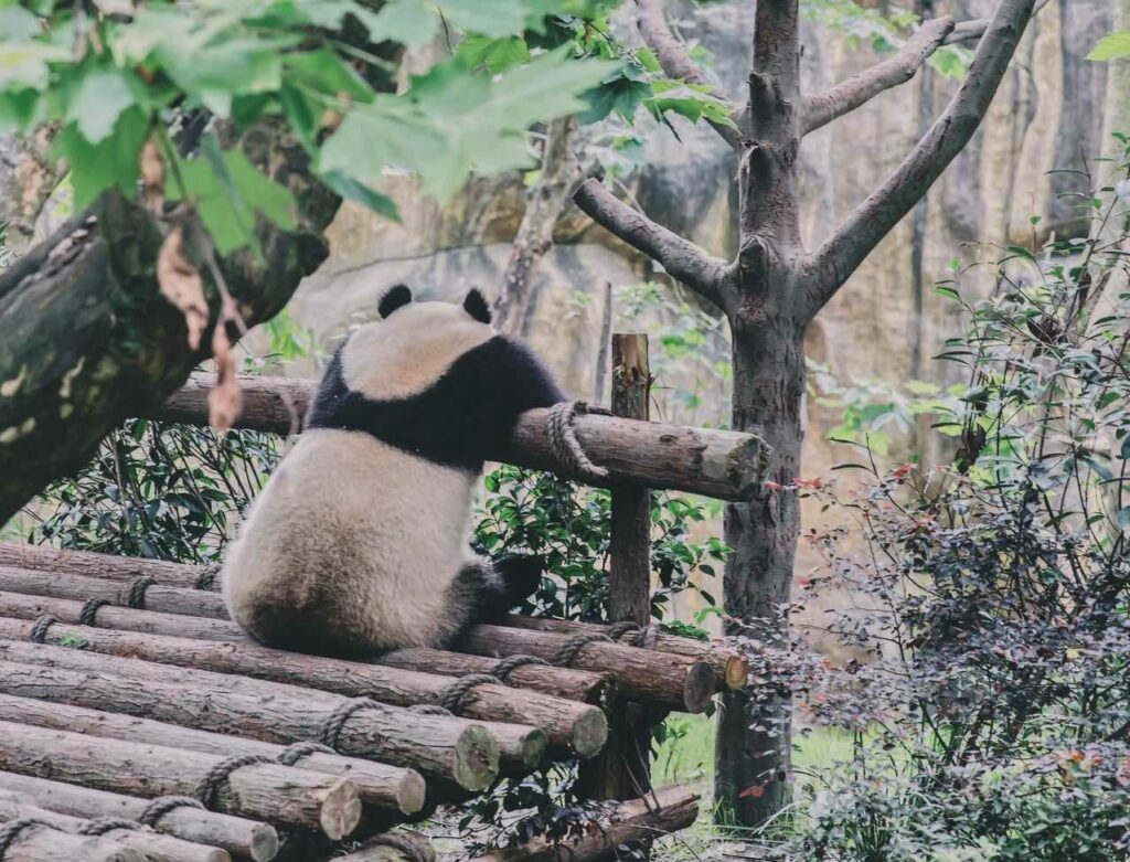 Giant Panda