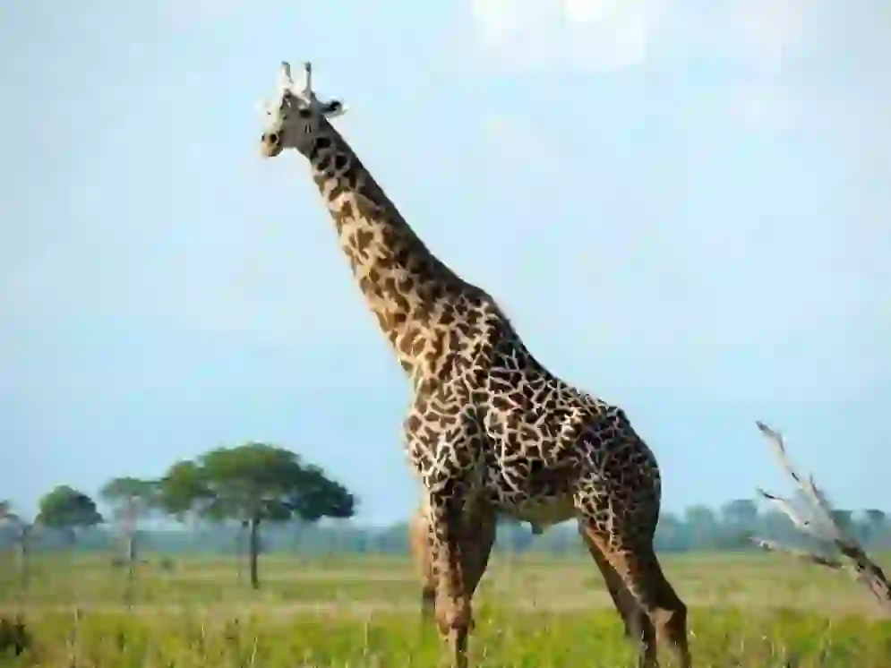 Giraffe