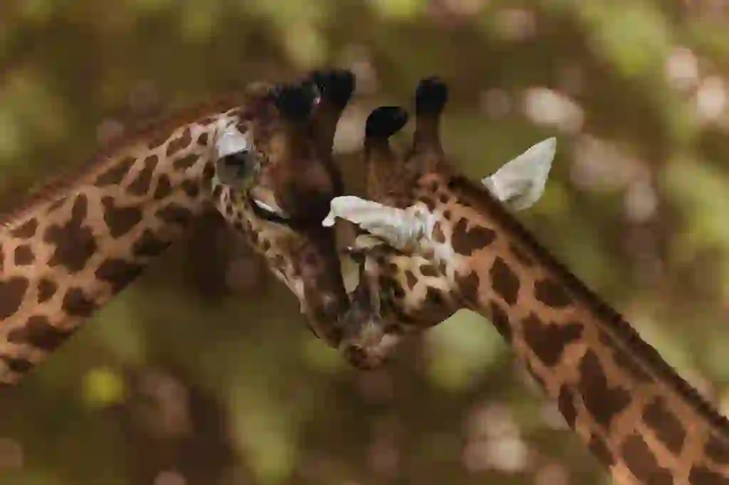 Giraffe