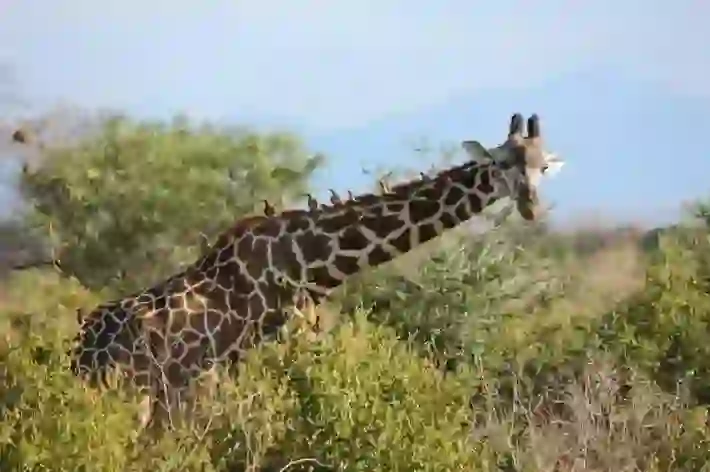 Giraffe