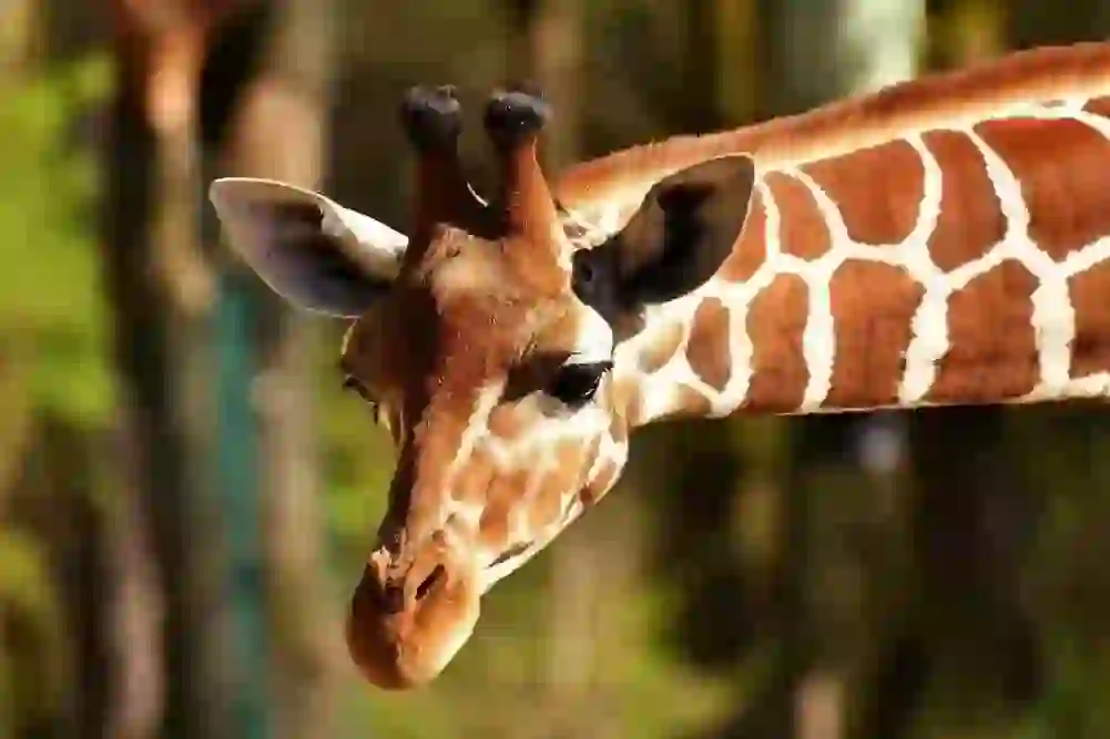 Giraffe