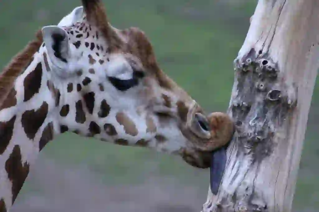 Giraffe