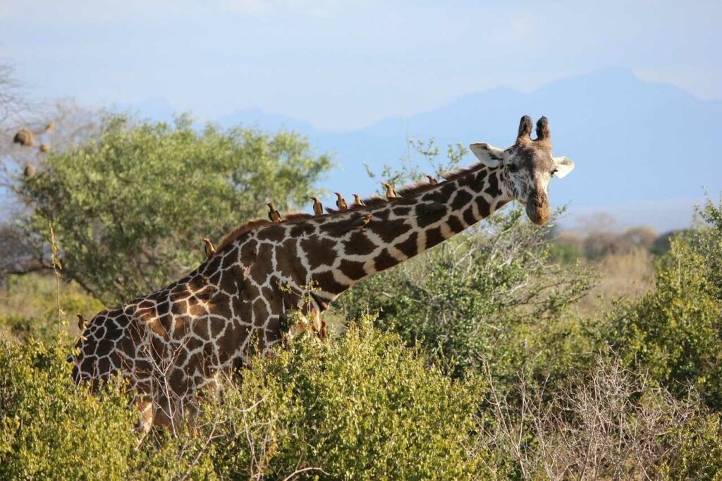 Giraffe