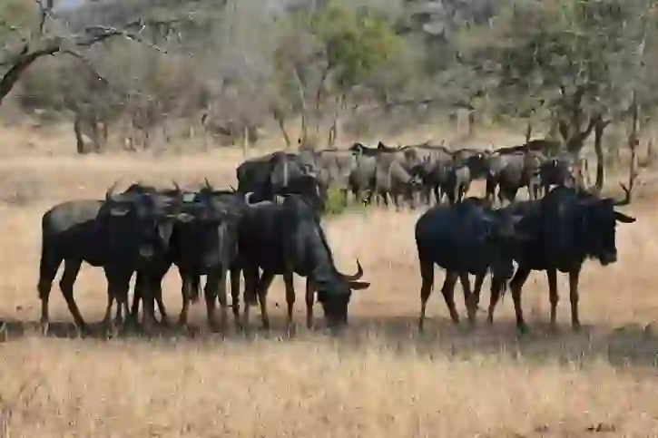 Wildebeest