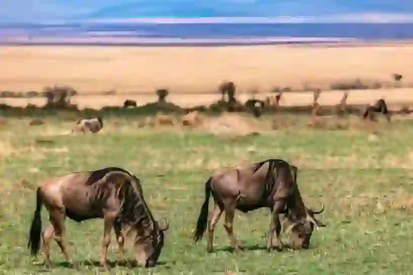 Wildebeest