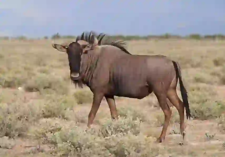 Wildebeest