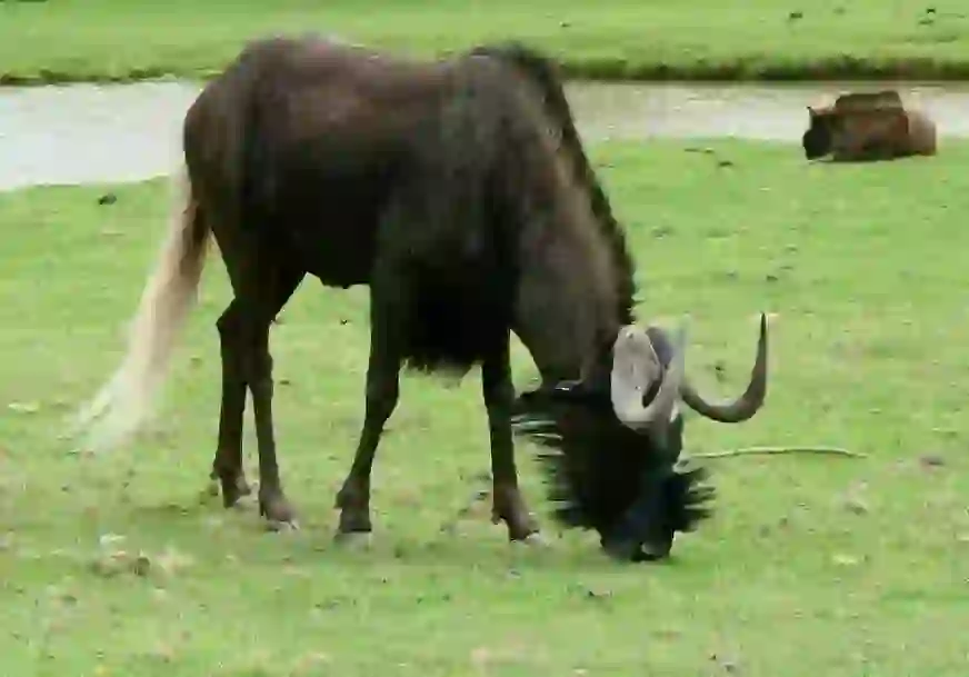 Wildebeest