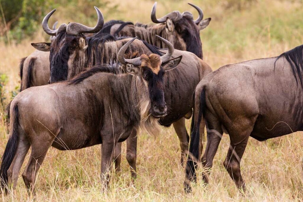 Wildebeest