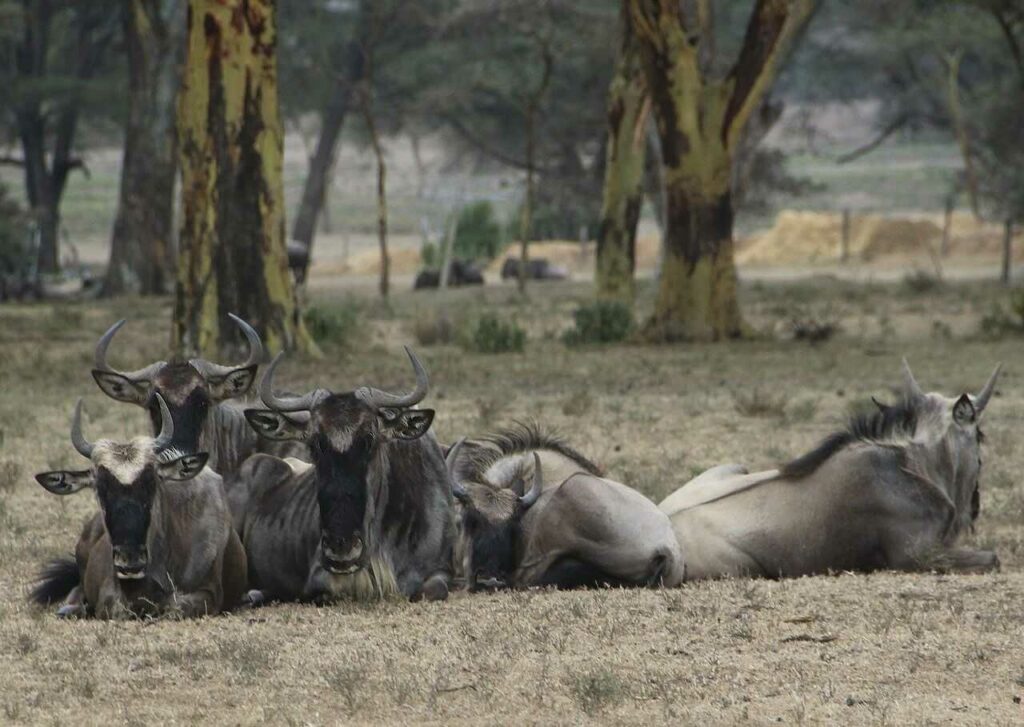 Wildebeest