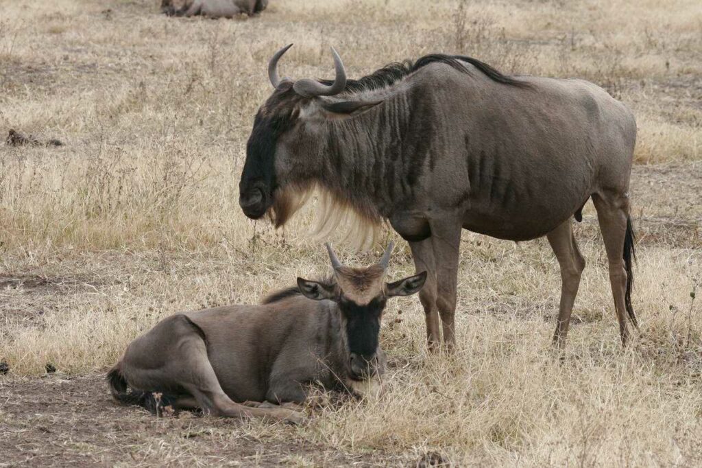 Wildebeest