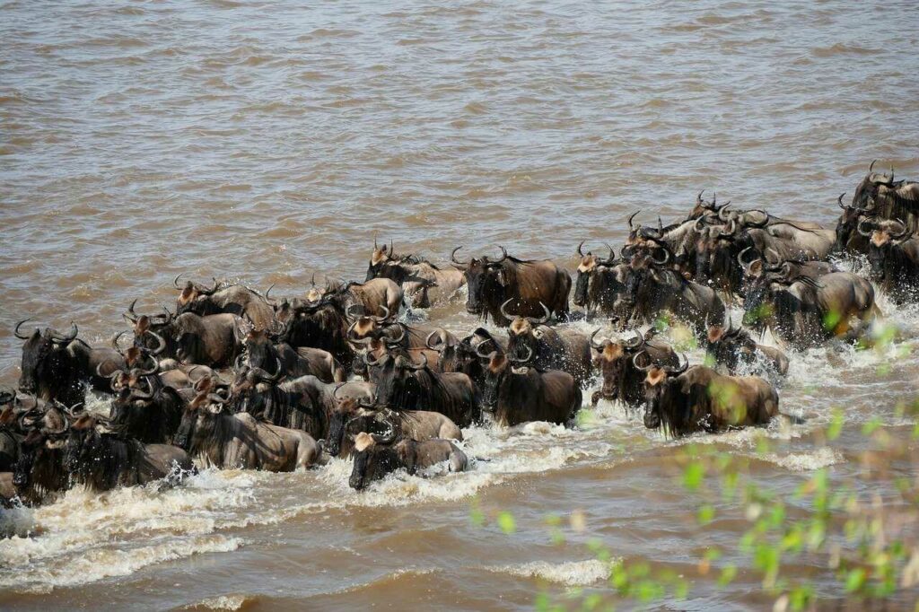 Wildebeest