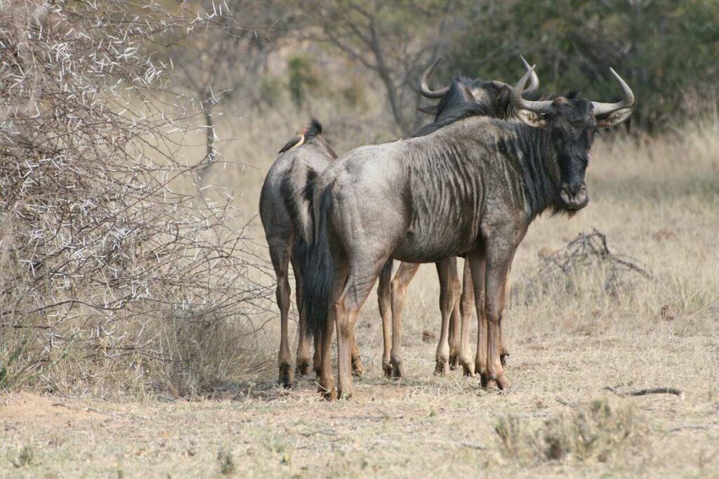 Wildebeest