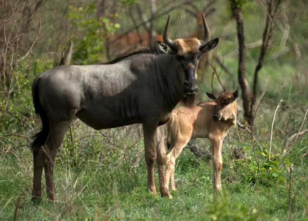 Wildebeest