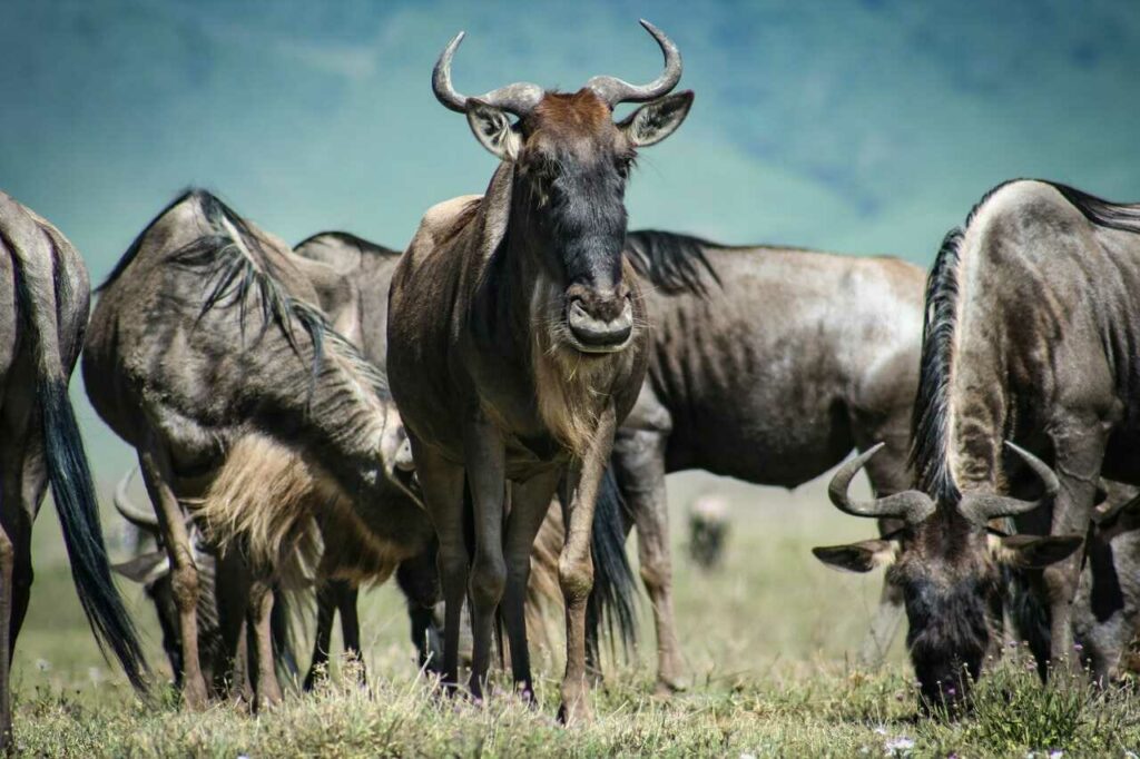 Wildebeest