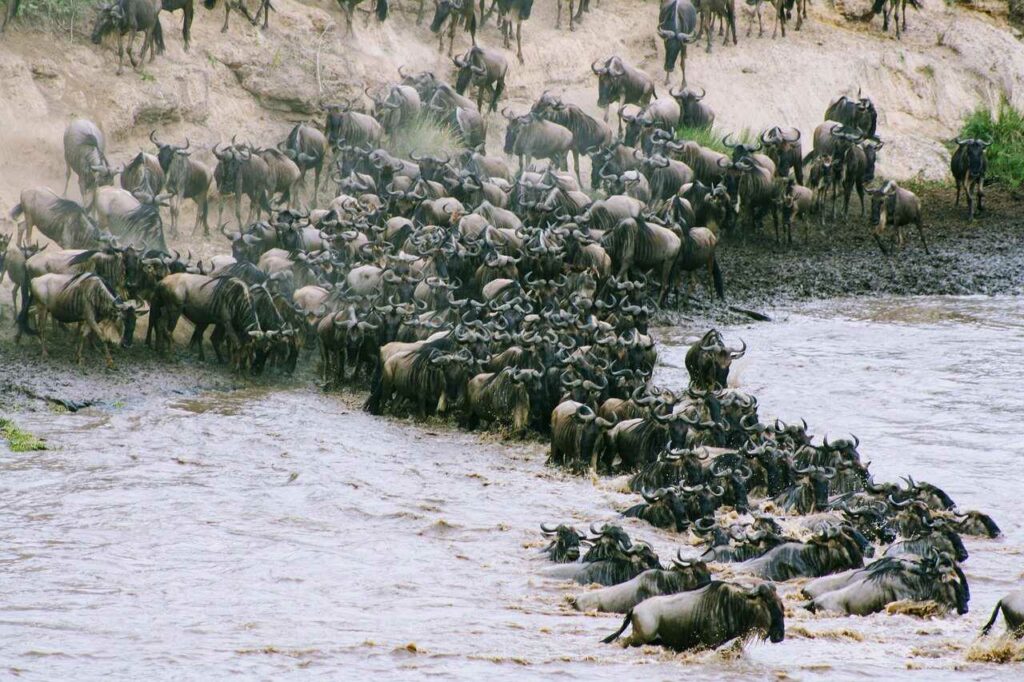 Wildebeest