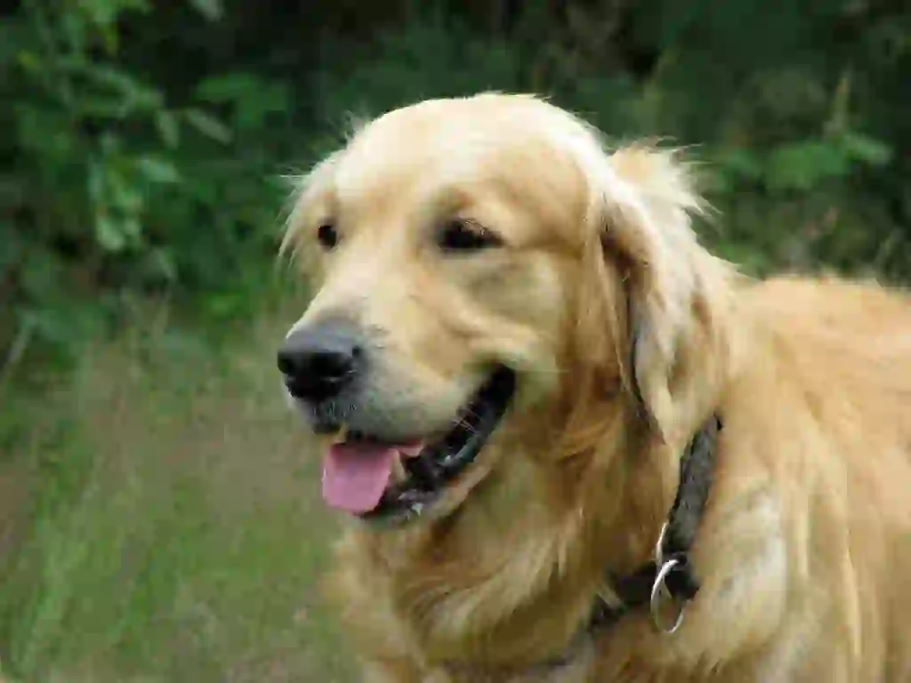 Golden Retriever