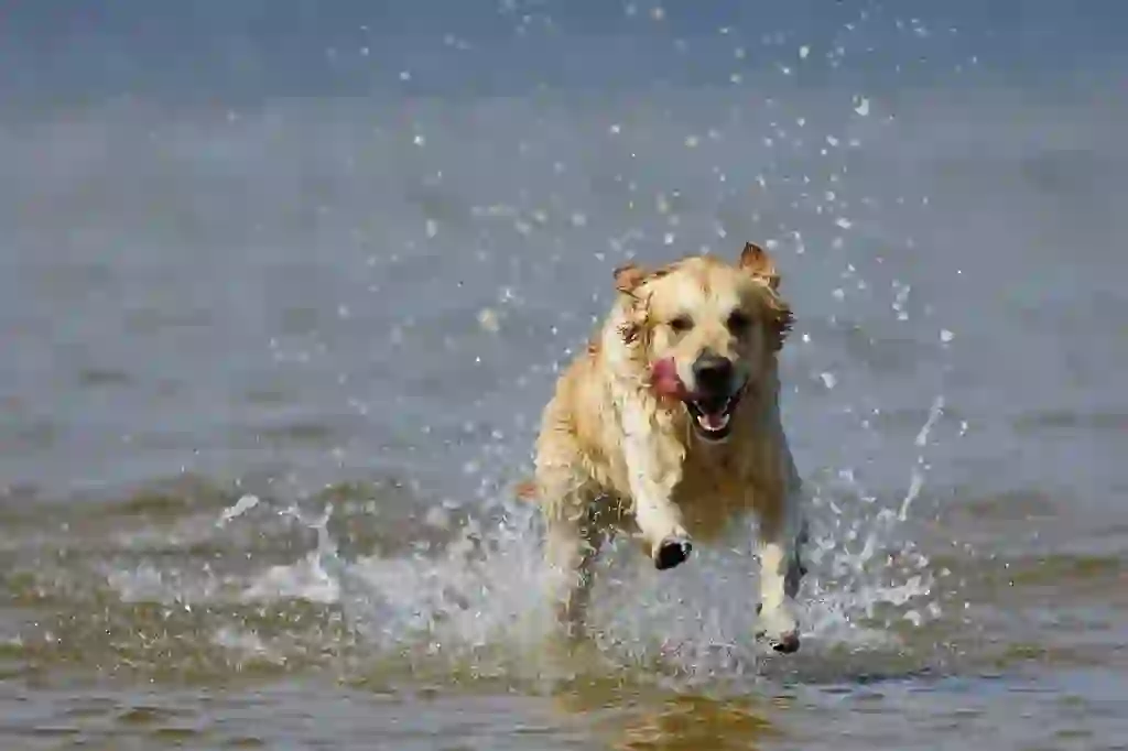 Golden Retriever