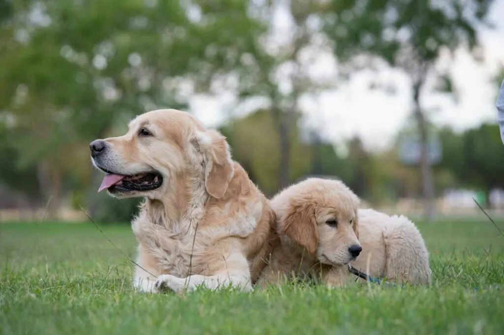 Golden Retriever