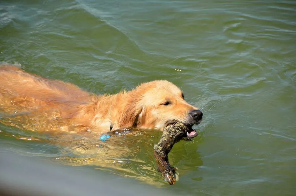 Golden Retriever