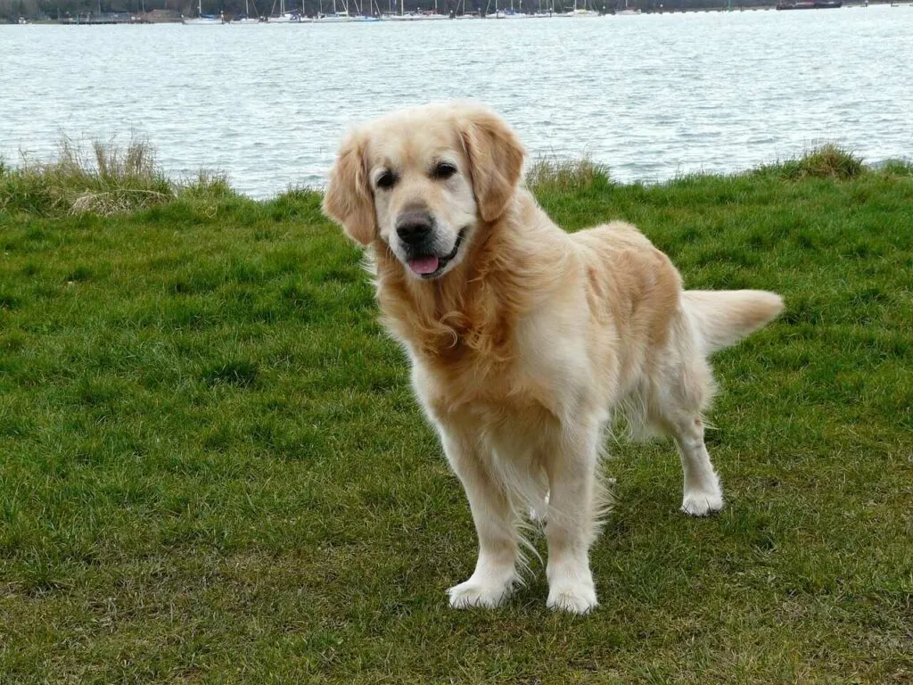 Golden Retriever