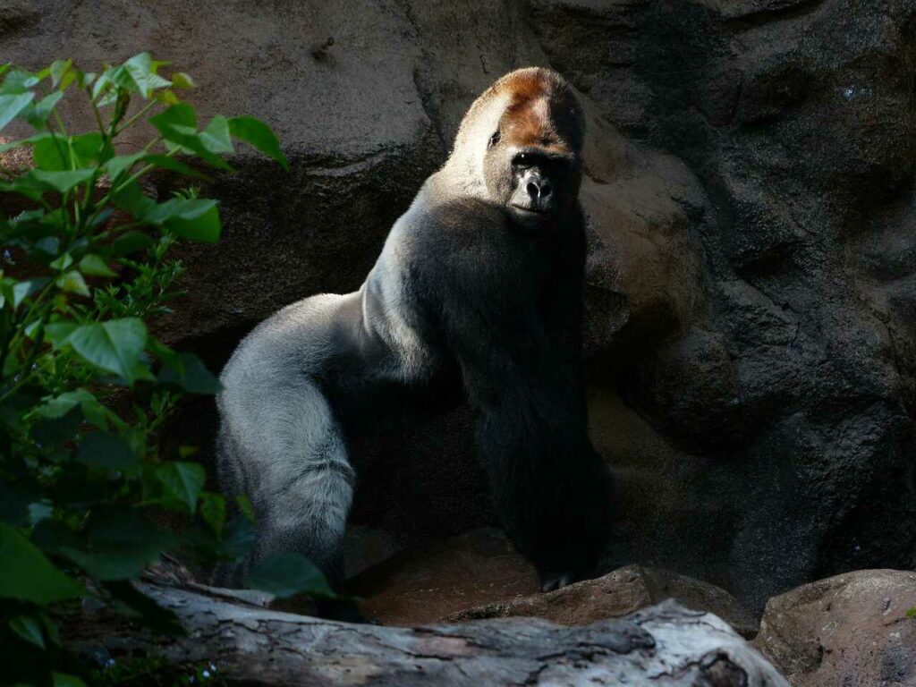 Gorilla