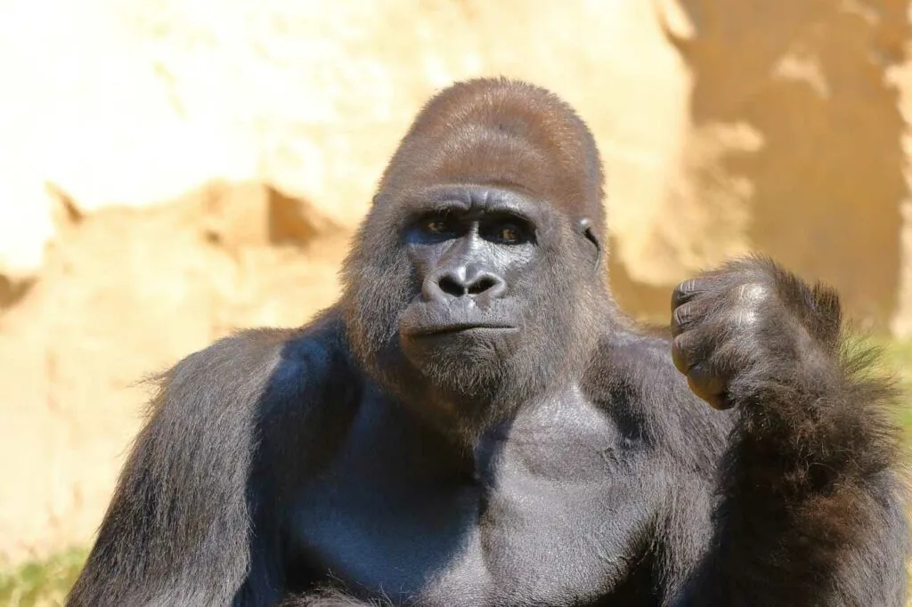 Gorilla