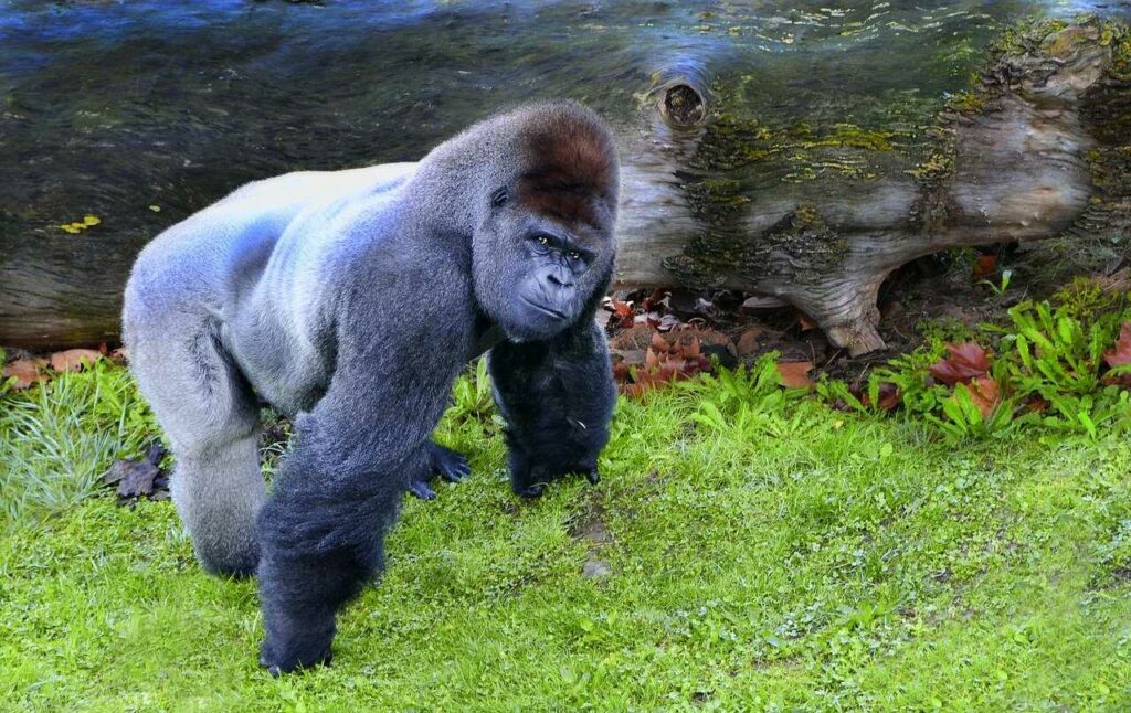 Gorilla