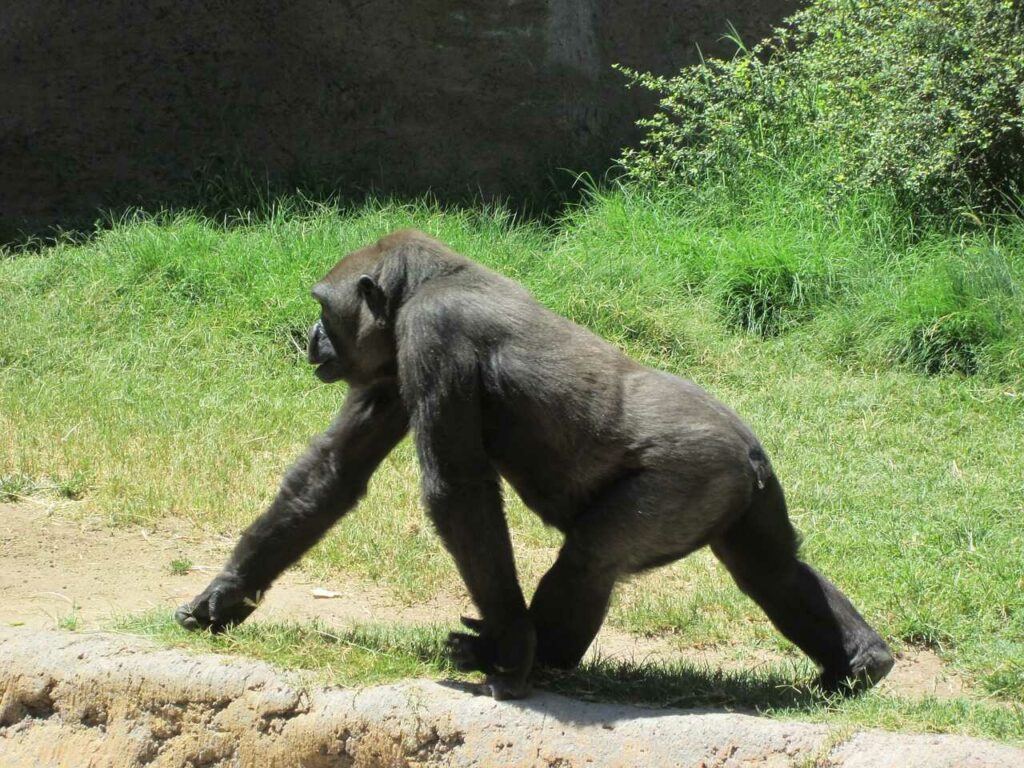 Gorilla