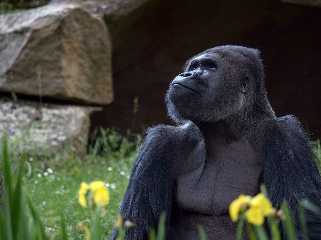 Gorilla