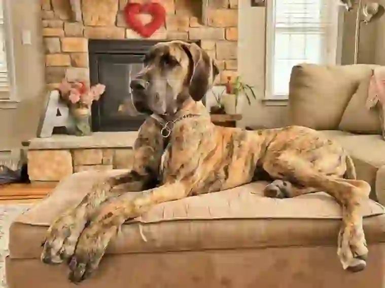 Great Dane