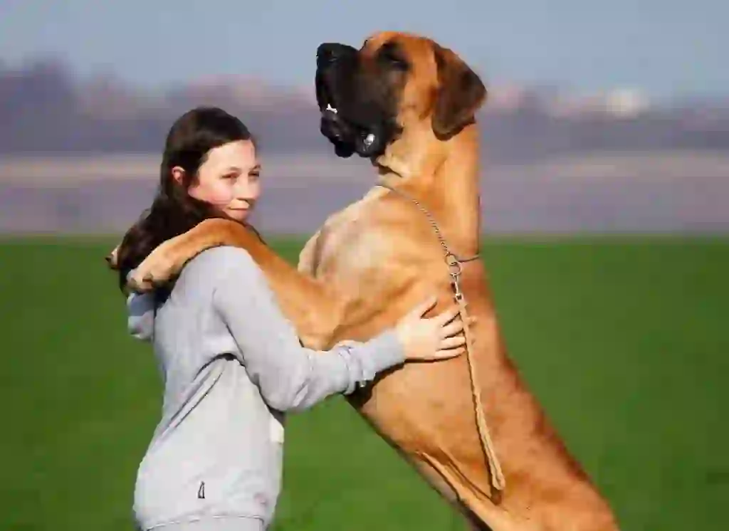 Great Dane