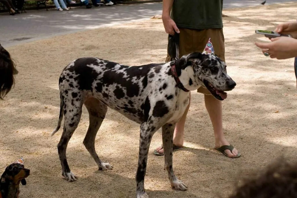 Great Dane