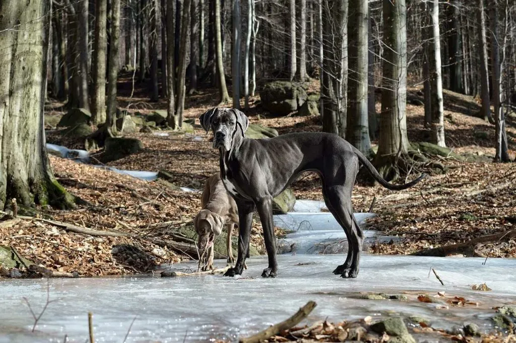 Great Dane