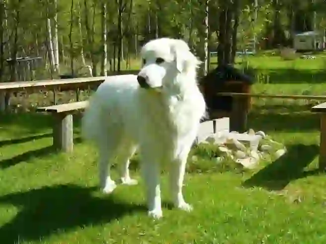 Great Pyrenees