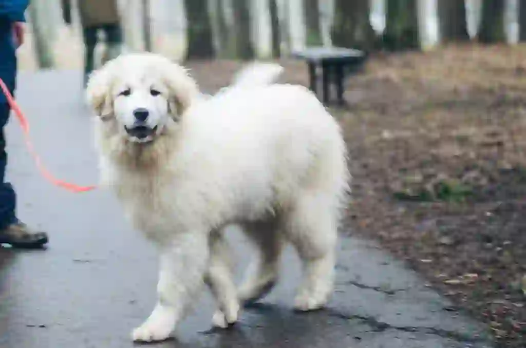 Great Pyrenees