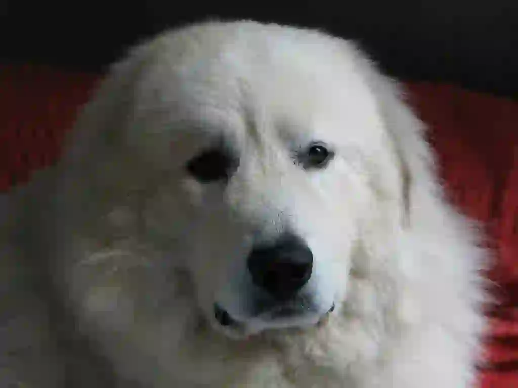 Great Pyrenees