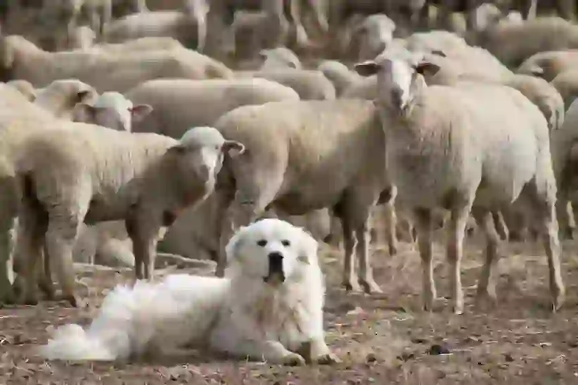 Great Pyrenees