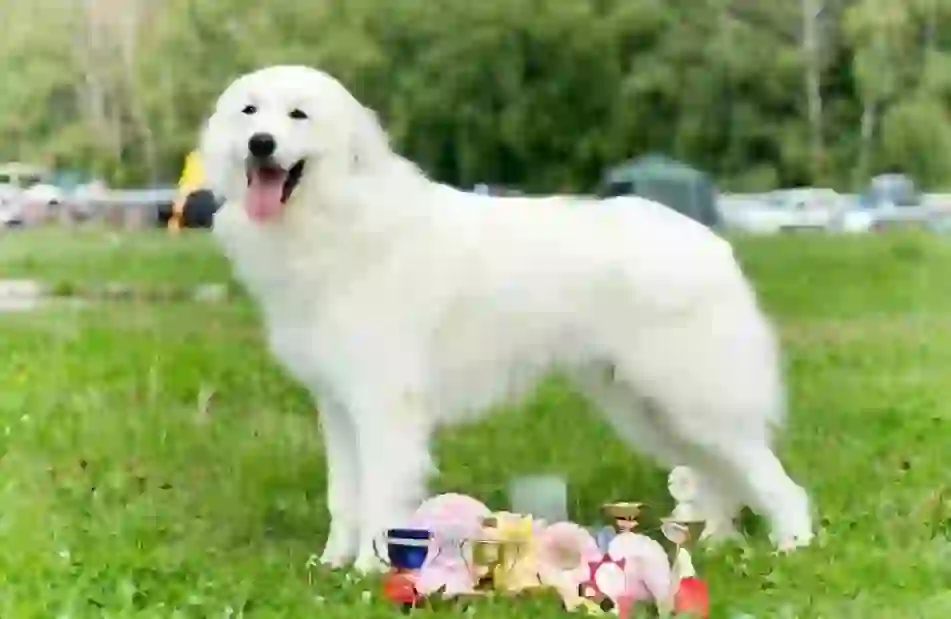 Great Pyrenees