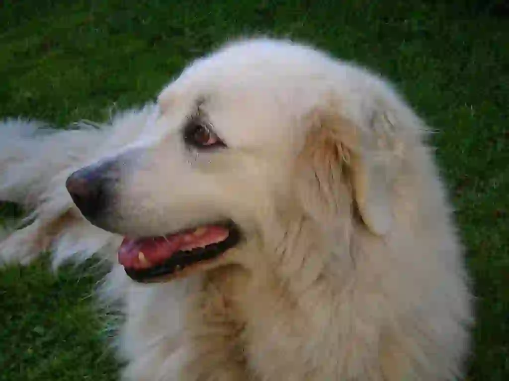 Great Pyrenees