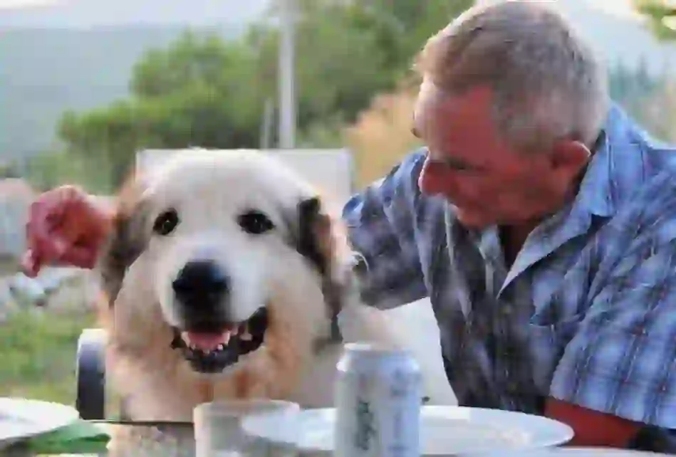 Great Pyrenees