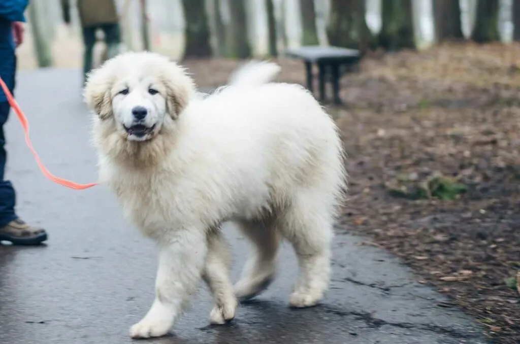 Great Pyrenees