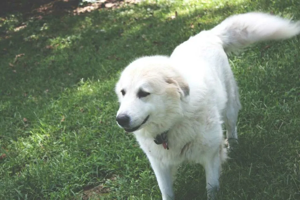 Great Pyrenees