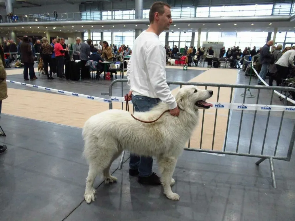 Great Pyrenees