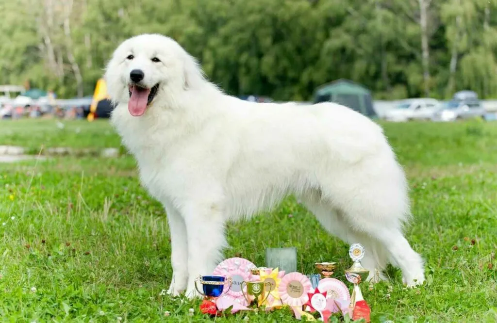 Great Pyrenees