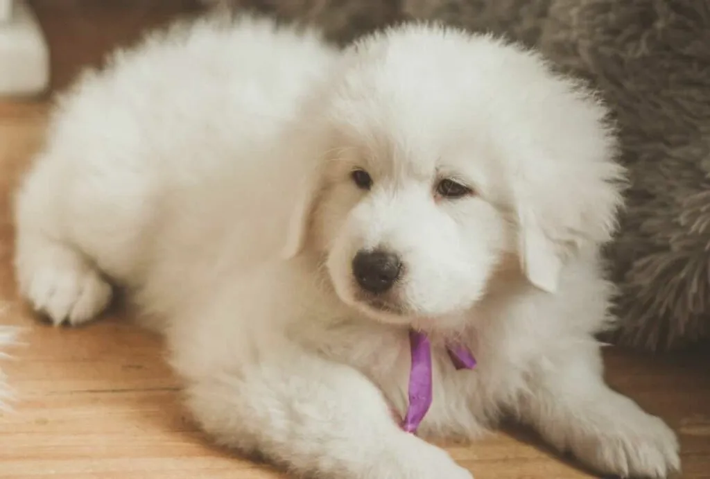 Great Pyrenees