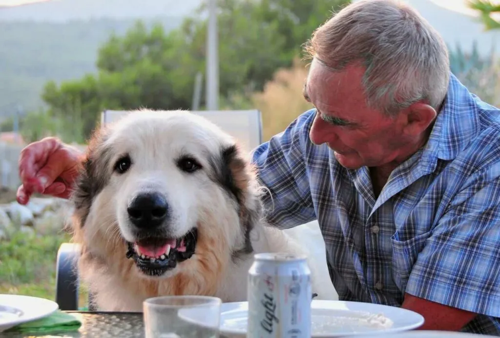 Great Pyrenees