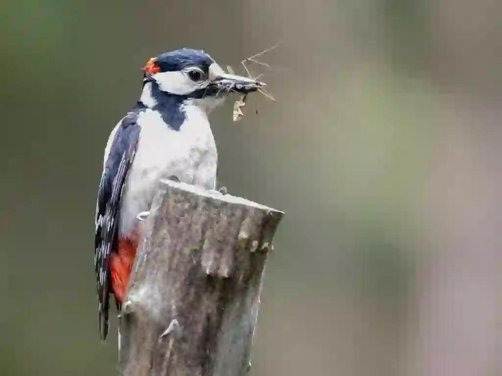 アカゲラ