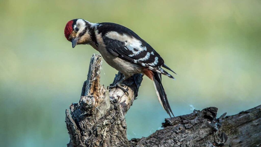 Great Spotted Woodpecker