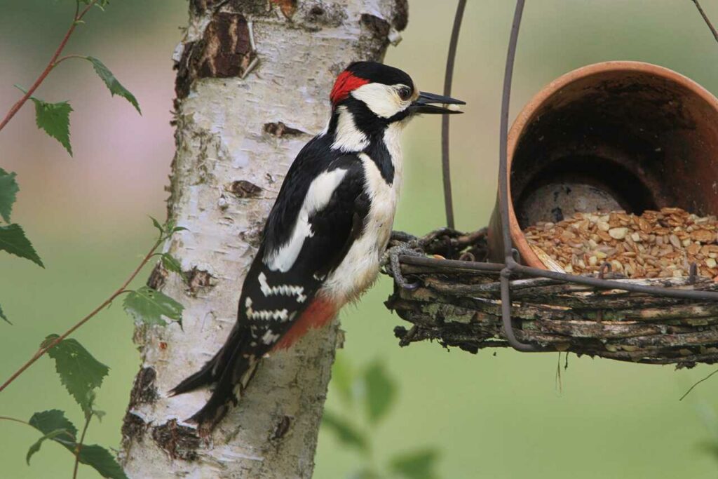 Great Spotted Woodpecker