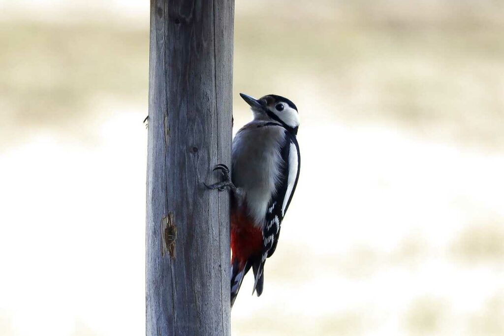 Great Spotted Woodpecker